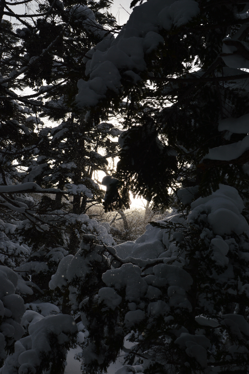DSC_0553
